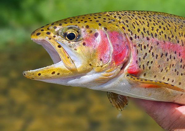 fish